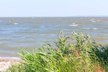 Deniz kenarındaki Green Reed Bitkileri 