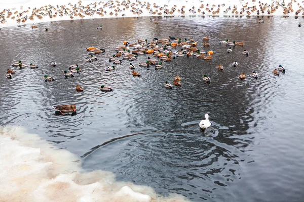一群鹅在池塘里过冬 冬日里野鸭在水里 — 图库照片