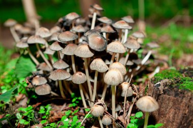 Ormanda bir sürü mantar. Ekilmemiş mantar. 