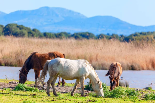 Caballos Salvajes Pastando Orilla Del Río Con Montañas Fondo Mustangs — Foto de Stock