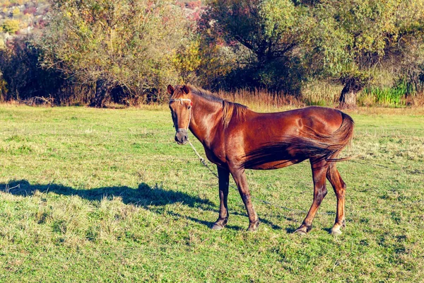 Cavalo Castanho Jovem Verão Égua Doméstica Prado — Fotografia de Stock