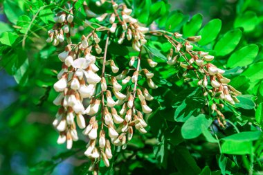 Yeşil yapraklı çiçek açan Acacia çiçekleri. Baharda bal bitkisi