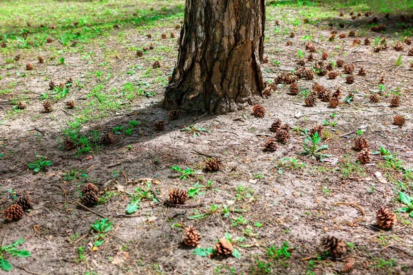 木の幹の周りの針葉樹のコーン 夏の針葉樹林 — ストック写真