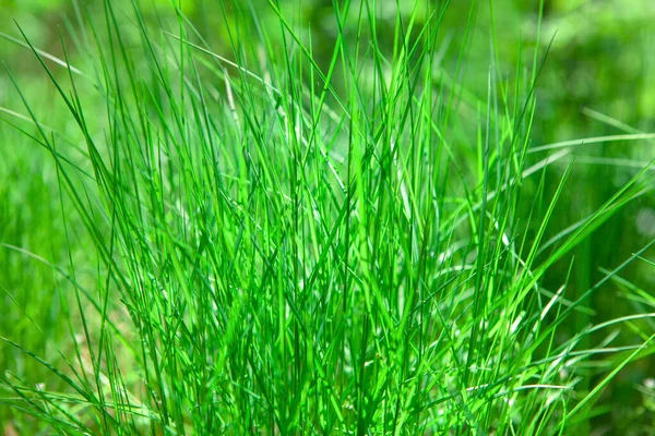 Macro Grama Verde Luz Natural Fundo Natureza Verde — Fotografia de Stock