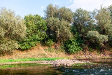 Tropik nehir kenarı. Sahilde büyüyen ağaçlar