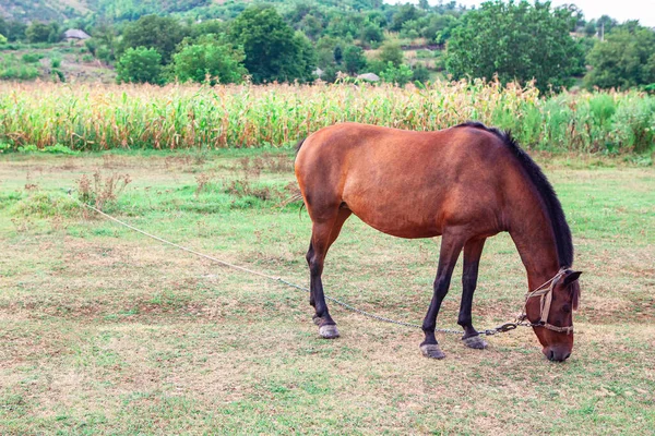 Belo Cavalo Castanho Pasto Égua Doméstica Campo — Fotografia de Stock