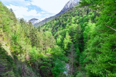 Köknar ağaçlı kanyon. Alp Dağları 'ndaki kozalaklı orman. Evergreen Ormanı 
