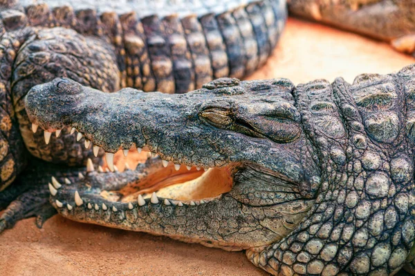 Crocodilo Risonho Animal Engraçado Habitat Crocodilo Nilo Crocotilus Niloticus — Fotografia de Stock