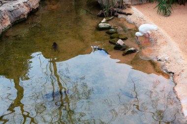 Kıyıda Ibis var. Nehir kenarındaki beyaz vahşi kuşlar
