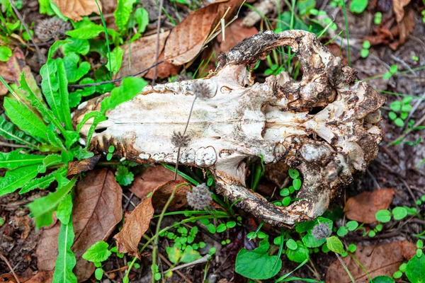 Wild animal skull on the ground in forest