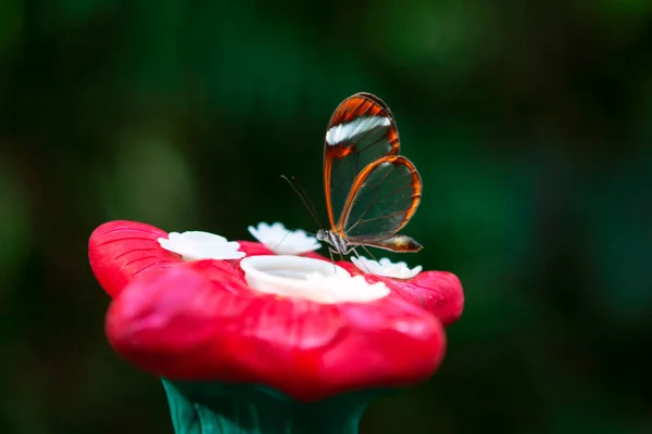 Бабочка Искусственном Цветке Корм Насекомых Бабочка Прозрачным Крылом — стоковое фото