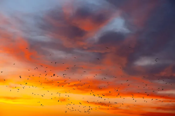 Madarak Esti Égbolton Varjúcsorda Repül Vörös Felhők Alatt — Stock Fotó