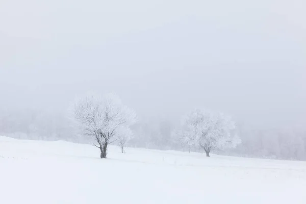 Δέντρα Που Καλύπτονται Από Rime Χειμώνα Χειμερινό Τοπίο Χιονισμένα Πεδία — Φωτογραφία Αρχείου