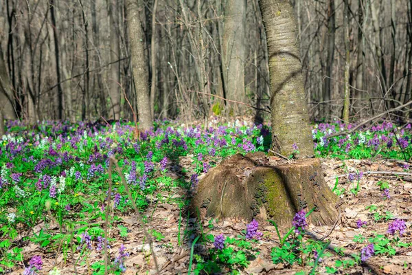 Bloemen Groeien Rond Boomstronk Voorjaar Wilde Bloemen Het Bos — Stockfoto