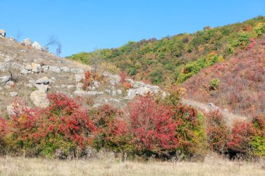 Tepelerde yetişen kırmızı böğürtlenler. Sonbaharda kanyon doğası 