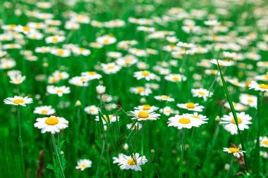 Papatya çayı ve yeşil çimen. Beyaz yapraklı yabani çiçekler