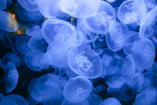 Medúza Hluboké Modré Vodě Hypnotické Podvodní Pozadí — Stock fotografie