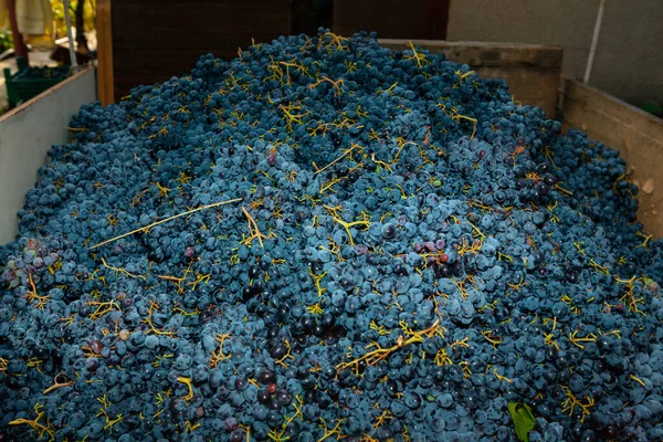 Weinlese Für Die Weinproduktion Frische Ernteaussichten — Stockfoto