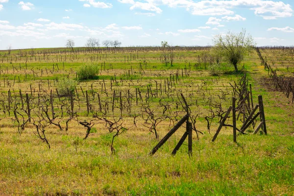 Vinhedo Primavera Campo Vitivinícola — Fotografia de Stock