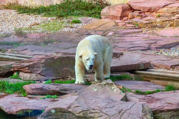 Niedźwiedź Polarny Skałach Niebezpieczny Drapieżnik Lądowy Ursus Maritimus — Zdjęcie stockowe