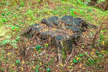 Yaşlı ağaç kütüğü ve sonbahar yaprakları 