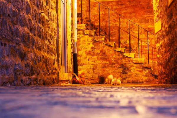 老城区有鬼 古老的墙壁和楼梯 灯火通明的街道上的猫 长时间暴露在阳光下 — 图库照片