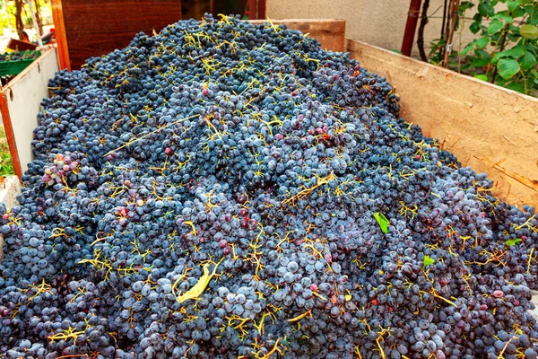 Haufen Trauben Für Die Weinherstellung Frische Traubenernte — Stockfoto