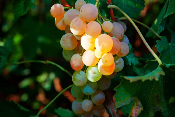 Goût Sucré Riesling Raisin Poussant Dans Jardin Raisins Pour Vins — Photo