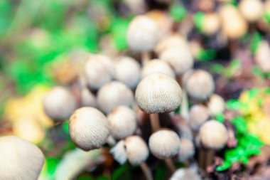 Sonbahar ormanlarında yetişen bir mantar sürüsü. Soyut arkaplan