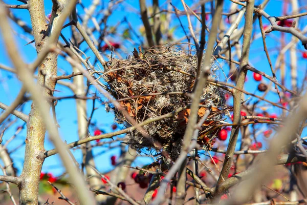 秋の枝に鳥の巣 — ストック写真