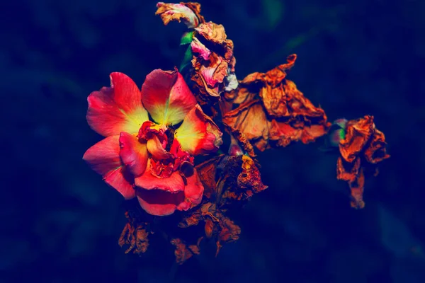 枯萎的玫瑰朦胧光线下的花朵 — 图库照片