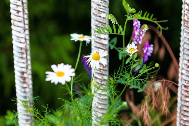 Flowers and reinforcement , contrast in nature . Powerful and fragile 