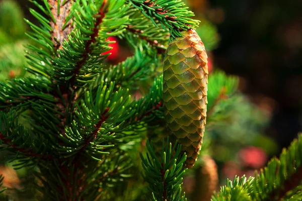 Green Pine Cone Growing Fir Tree Coniferous Evergreen Branches —  Fotos de Stock