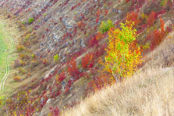 Autumn Scenery Tree Hill Spectacular Fall Nature Colorful Nature October —  Fotos de Stock