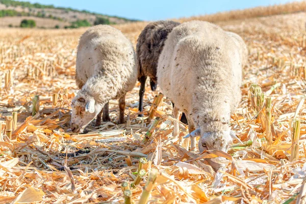 Sheep Agricultural Field Harvesting Domestic Animals Cornfield — 스톡 사진