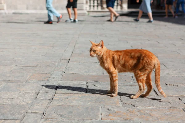 Ginger cat on the pavement . Cat and walking people feet