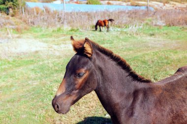 Güneşli bir günde tay portresi. Arka planda kısrağı olan genç at. 