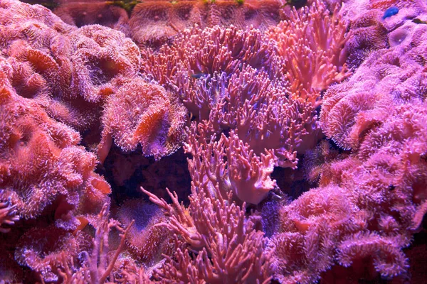 粉色水下开花 透明水中的珊瑚礁息肉 — 图库照片