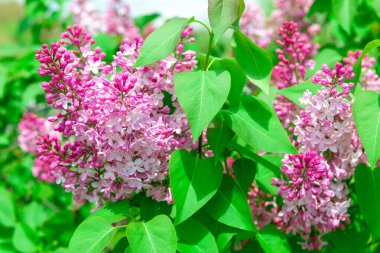 Çiçek açmış leylak çiçekleri. Baharda leylak ağacı 