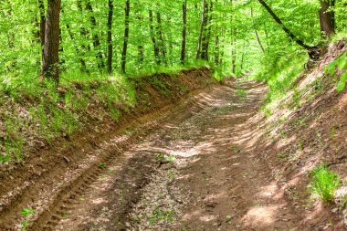 Ormandaki kirli yol. Bahar ormanlarında yol