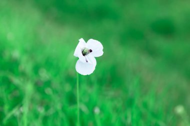 Yeşil arka planda yalnız beyaz çiçek. Beyaz yapraklı kır çiçeği. Barışın beyaz gelincik sembolü