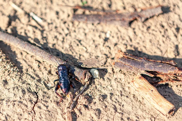 Cricket Orthopteran Έντομα Στο Έδαφος — Φωτογραφία Αρχείου