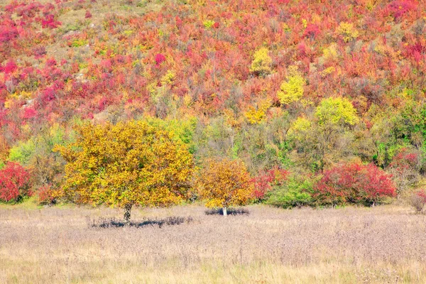 Árboles Rojos Amarillos Otoño Arbustos Rojos Creciendo Colina —  Fotos de Stock