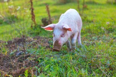 Komik pembe domuz. Piglet kameraya bakıyor.