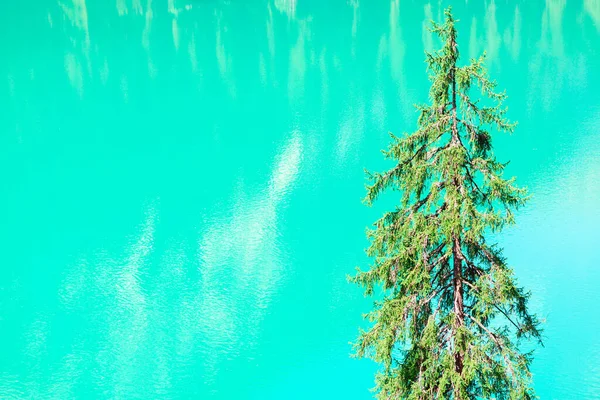 Fir Δέντρο Στο Φόντο Λίμνη Νερό Κωνοφόρο Δέντρο Τυρκουάζ Φόντο — Φωτογραφία Αρχείου