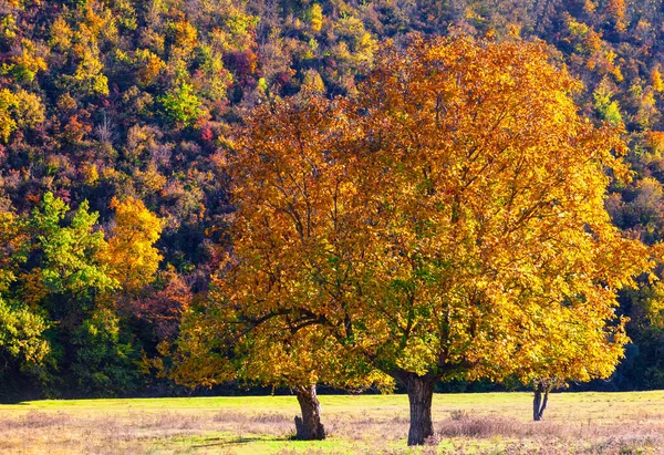 Árbol Con Grandes Ramas Amarillas Otoño Nogales Temporada Otoño —  Fotos de Stock