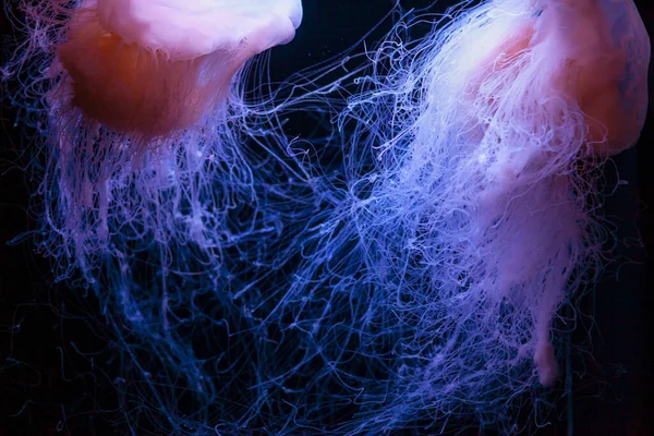 Drymonema Hluboké Modré Vodě Podvodní Medúzy — Stock fotografie