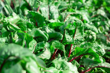 Bahçede büyüyen pancar yaprakları 