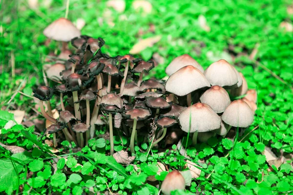 Cogumelos Não Cultivados Que Crescem Floresta — Fotografia de Stock