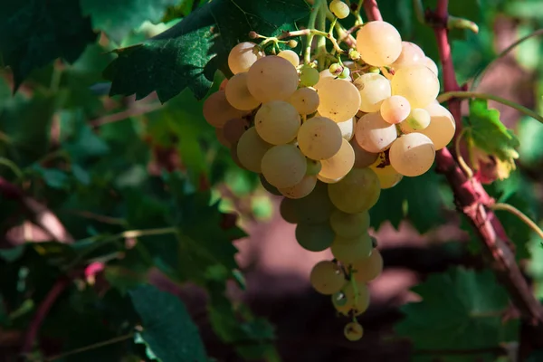 Smaczne Słodkie Winogrona Rosnące Jesienią Riesling Winogron Krajowych Niemiec — Zdjęcie stockowe